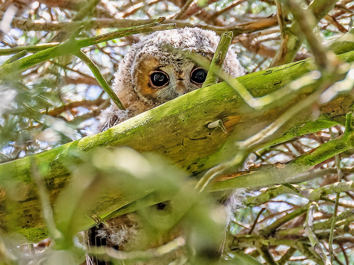 Tawny Owlet captured at Christchurch Park, Ipswich
